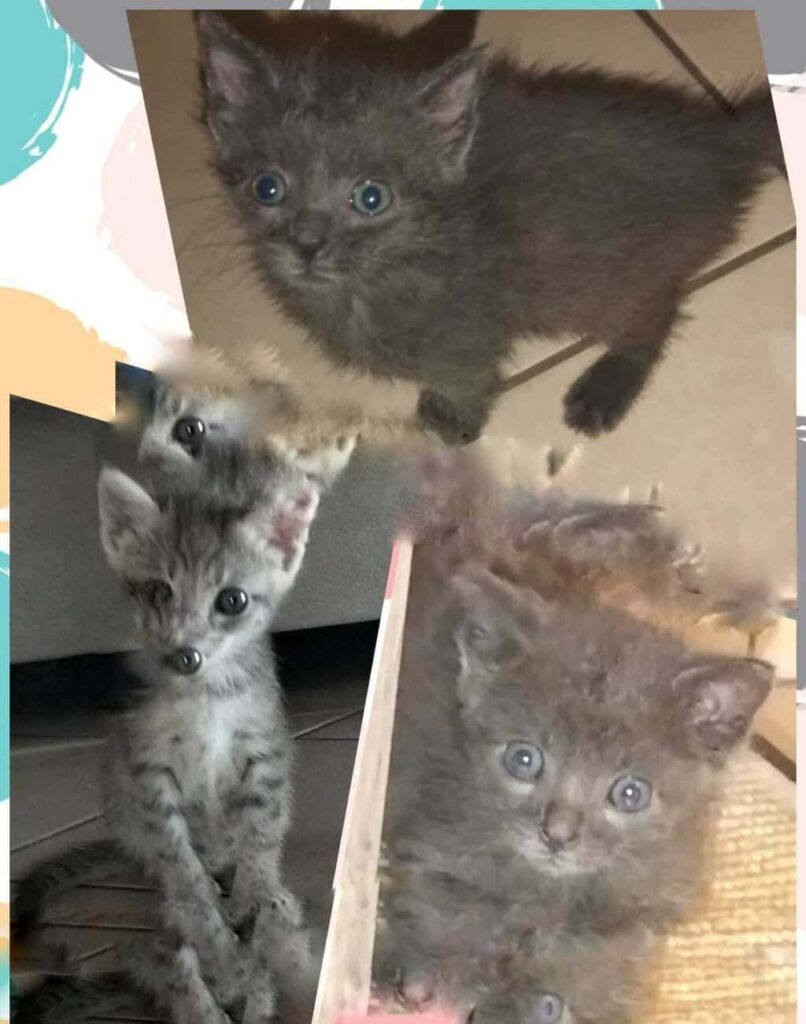 gattini abbandonati