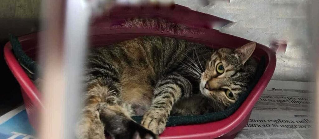 I Mici di Lory: gattini abbandonati cercano casa e affetto per sempre