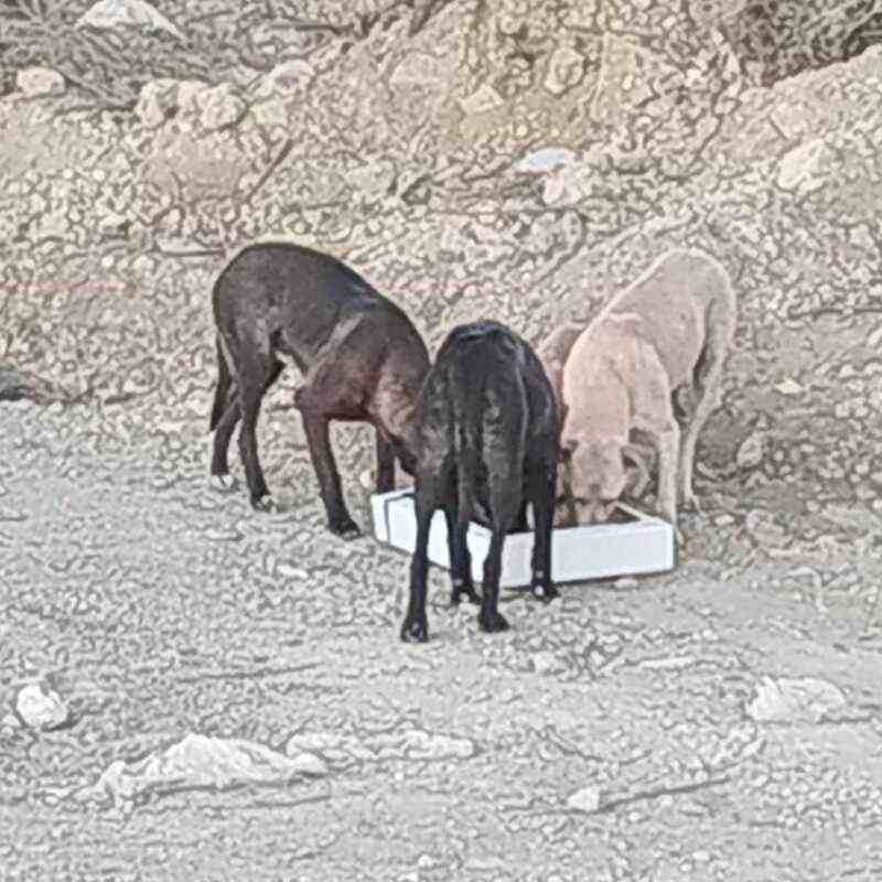 cani randagi a Tivoli