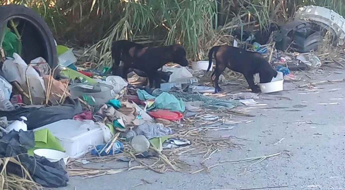 cani randagi a Tivoli