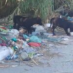 cani randagi a Tivoli