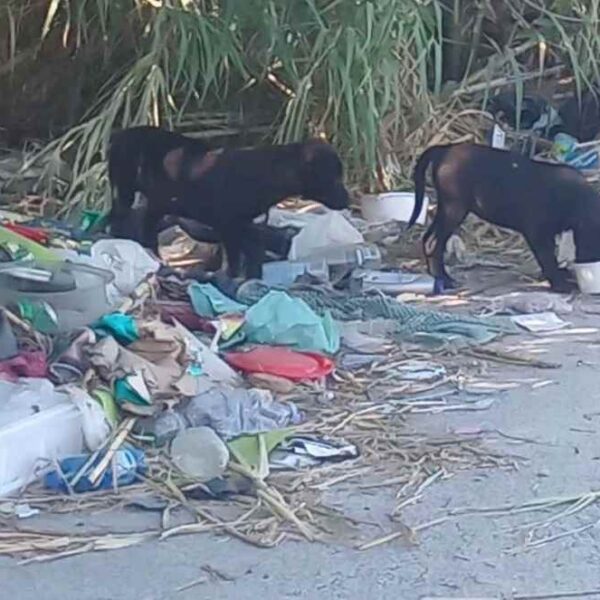 cani randagi a Tivoli