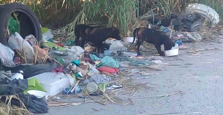 cani randagi a Tivoli