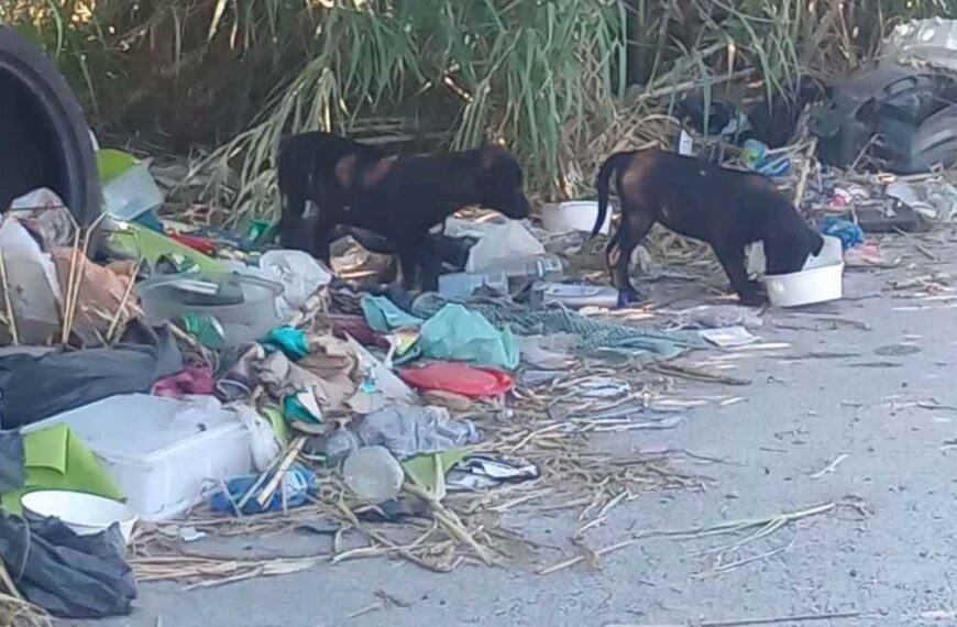 cani randagi a Tivoli
