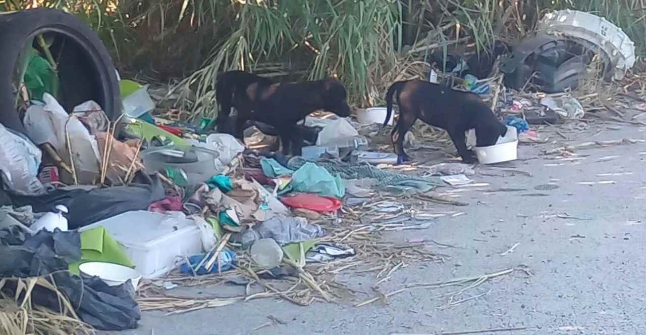 cani randagi a Tivoli
