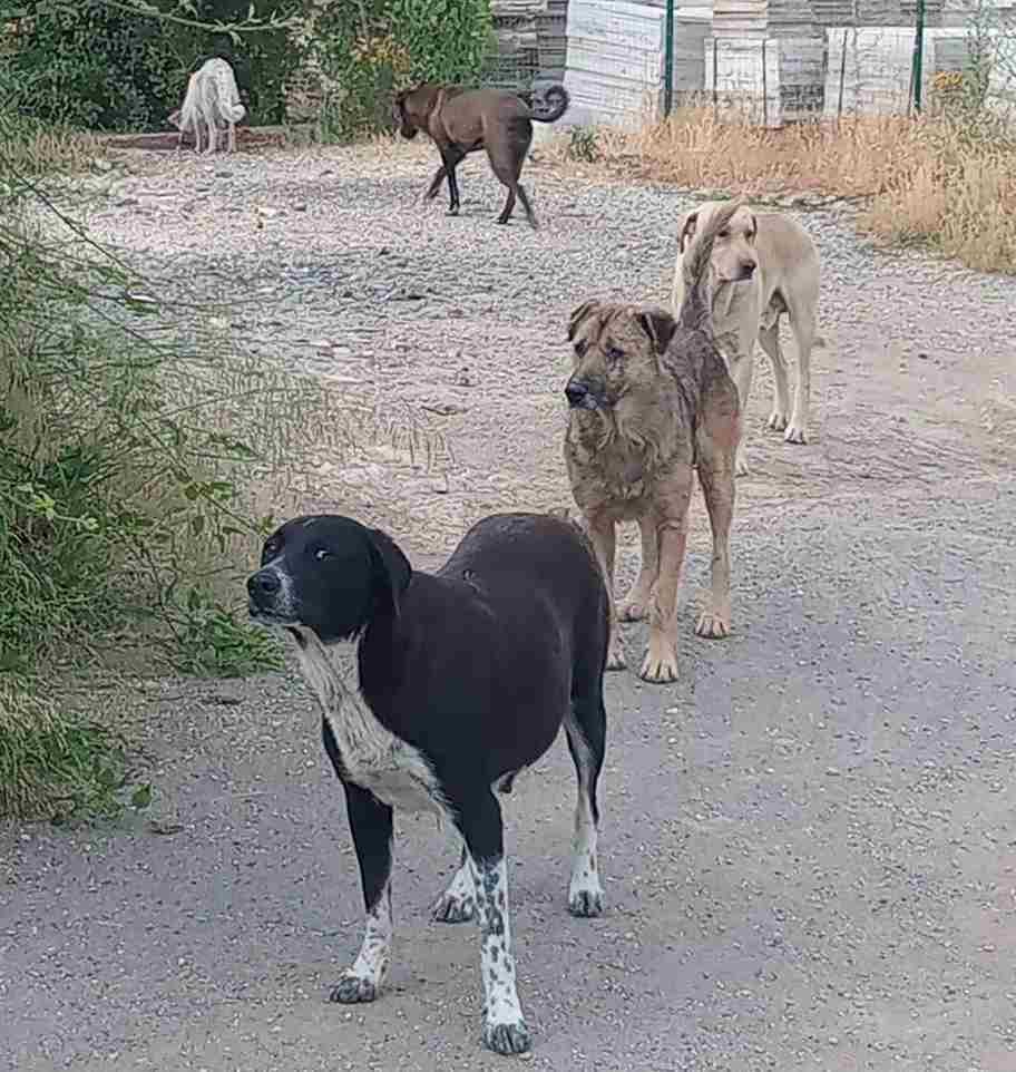 cani randagi a Tivoli