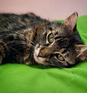 Gatto caldo eccessivo
