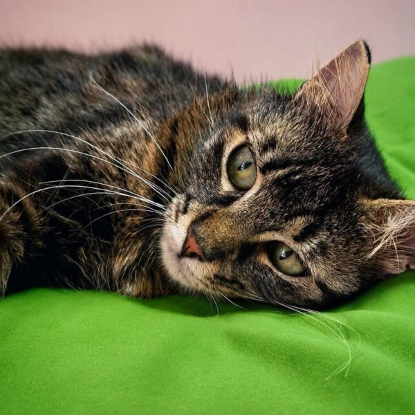 Gatto caldo eccessivo