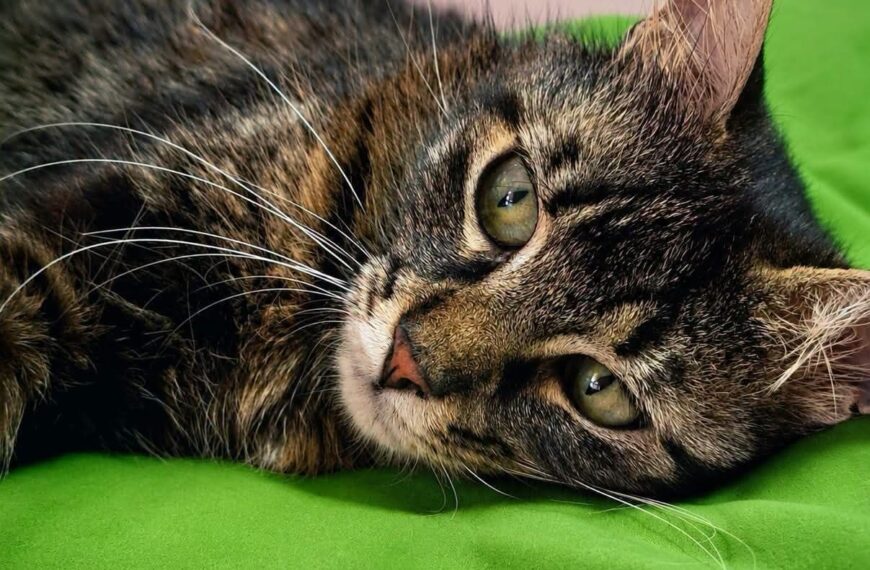 Gatto caldo eccessivo