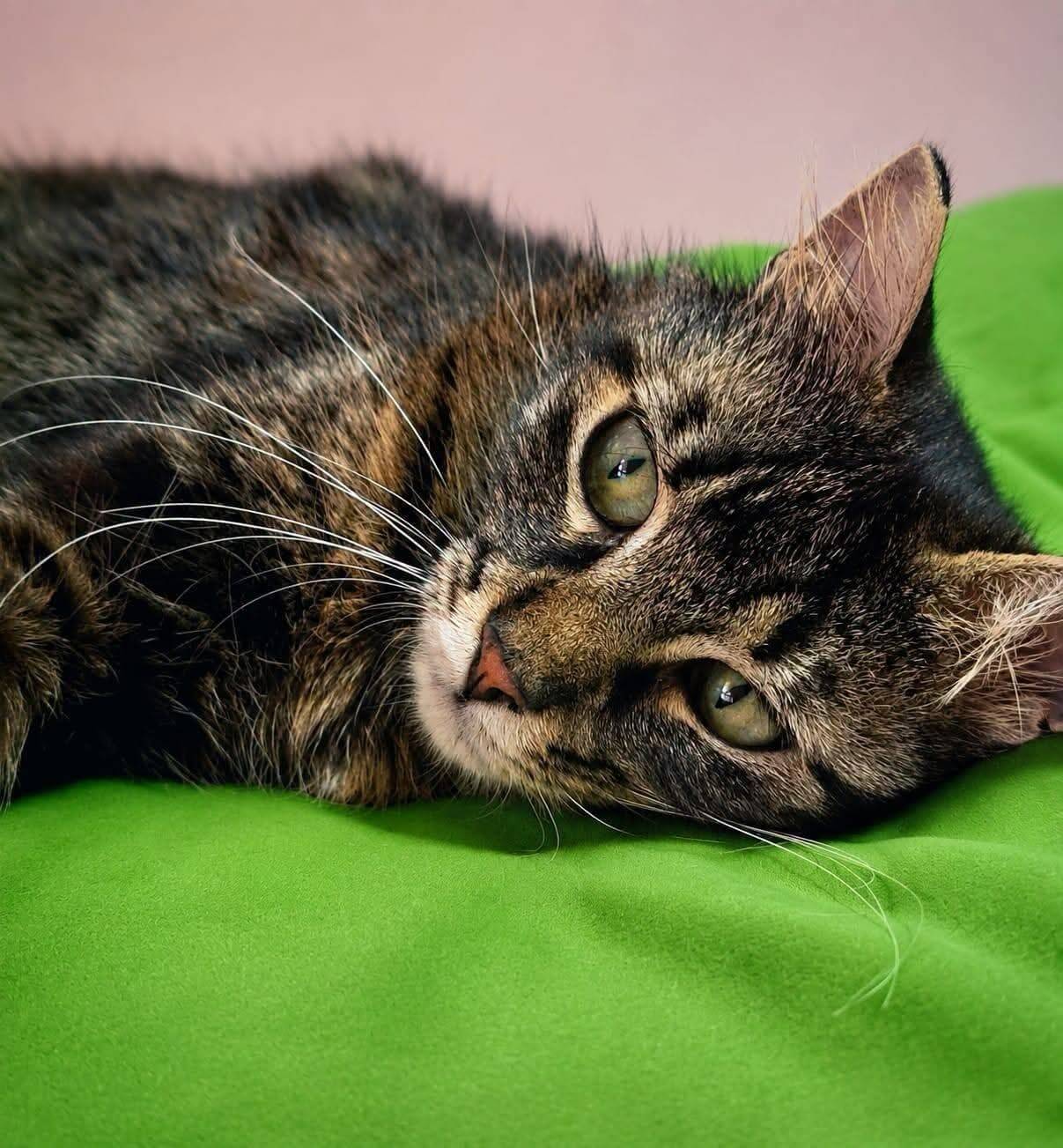 Gatto caldo eccessivo