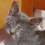 I Mici di Lory