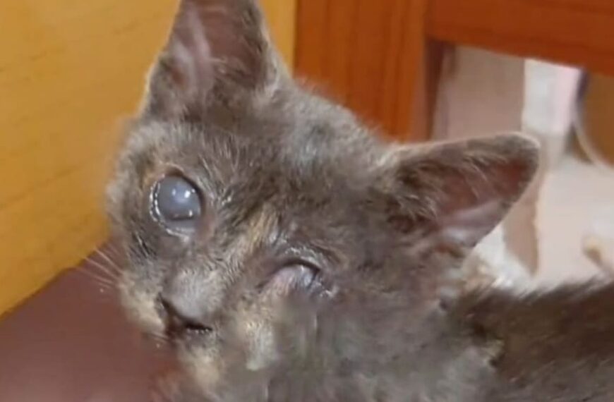 I Mici di Lory