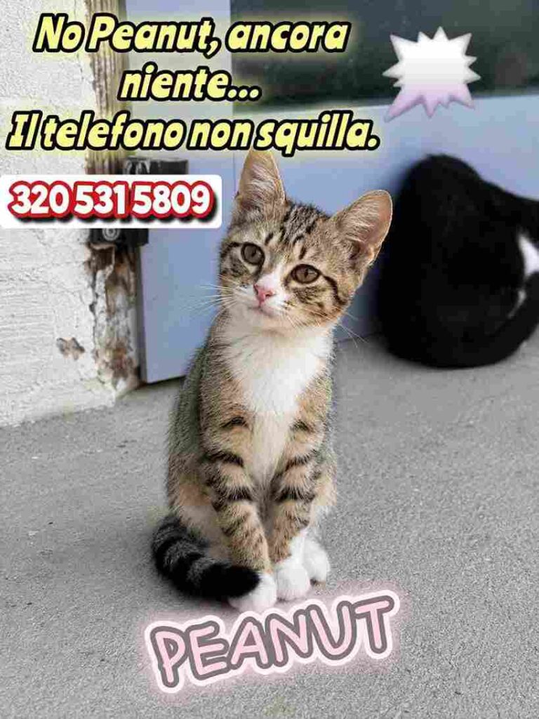 gattini bellissimi in adozioe