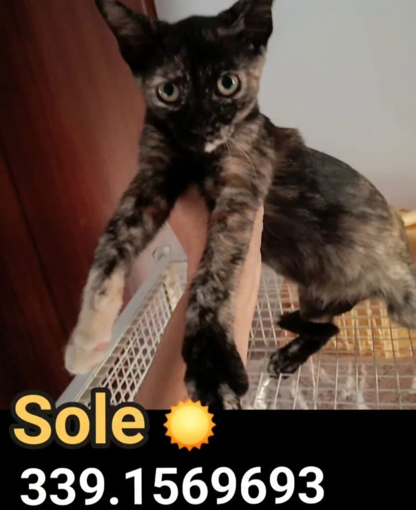 gattini bellissimi in adozioe