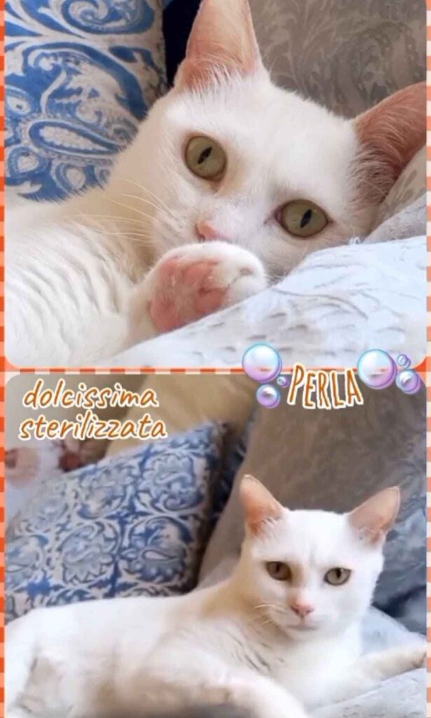 gattini bellissimi in adozioe