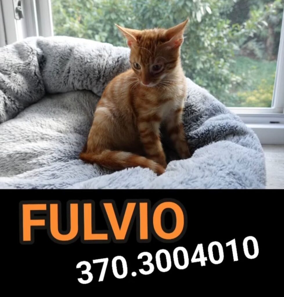 salvate questi gattini