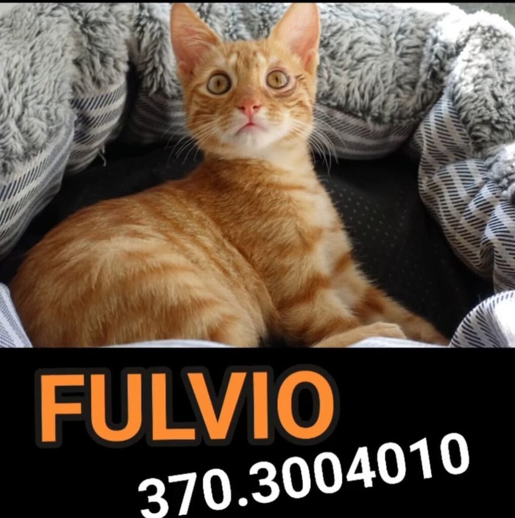 salvate questi gattini