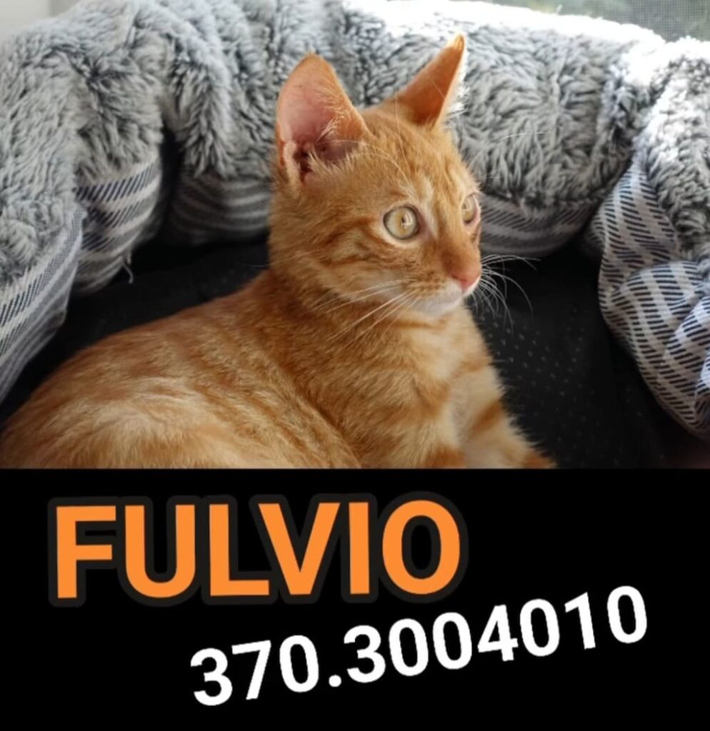 salvate questi gattini