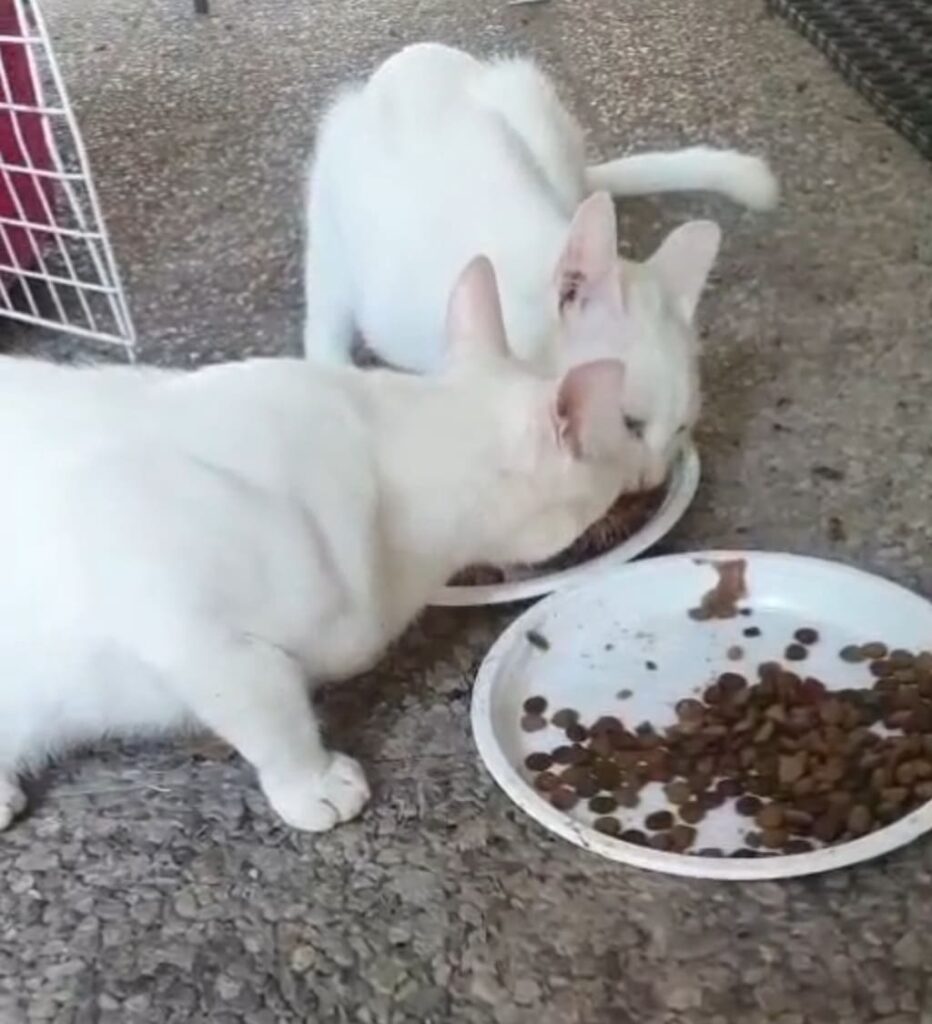 salvate questi gattini