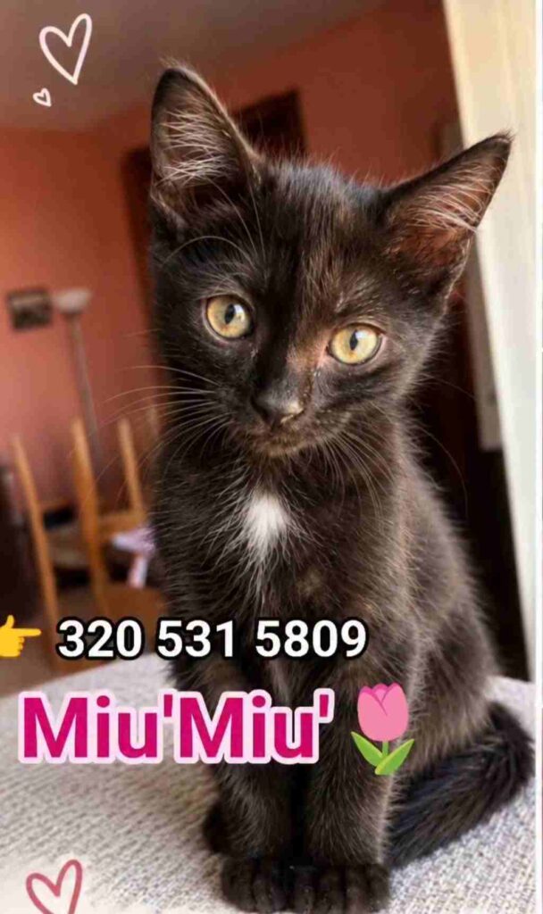 Gattina nera di nome Miu'Miu con una macchia bianca sul petto e occhi gialli, in cerca di adozione con numero di telefono