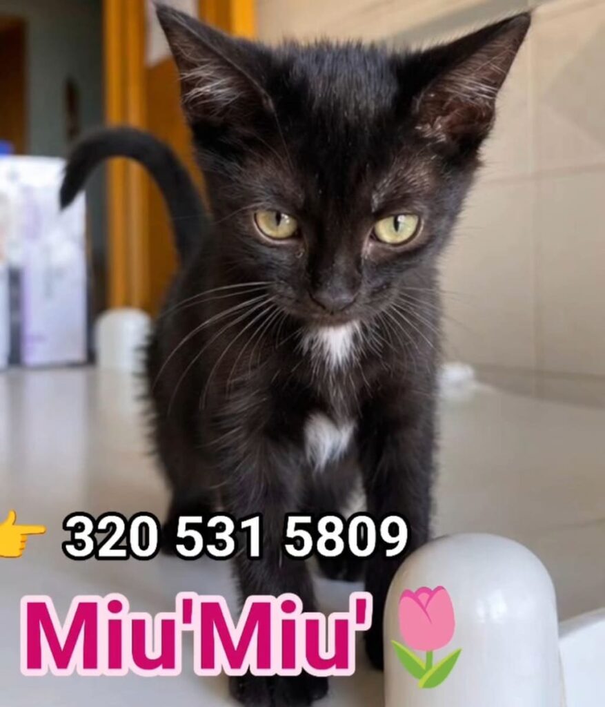 La gattina nera MiuMiu' con macchia bianca sul petto guarda verso l'obiettivo accanto a un numero di telefono per l'adozione