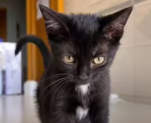 I Mici di Lory: salvate questi magnifici gattini dal freddo e dalla pioggia