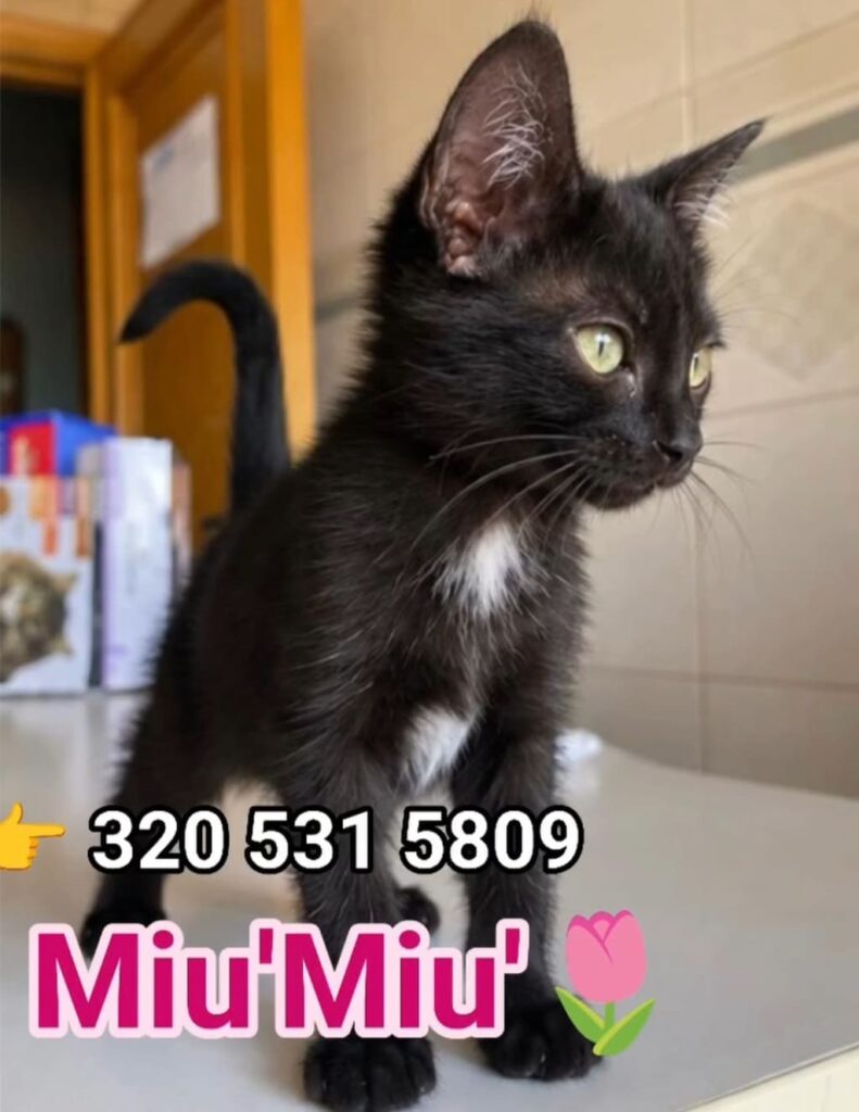 Gattino nero con macchia bianca sul petto e occhi verdi, chiamato Miu'Miu', in cerca di adozione al numero 320 531 5809