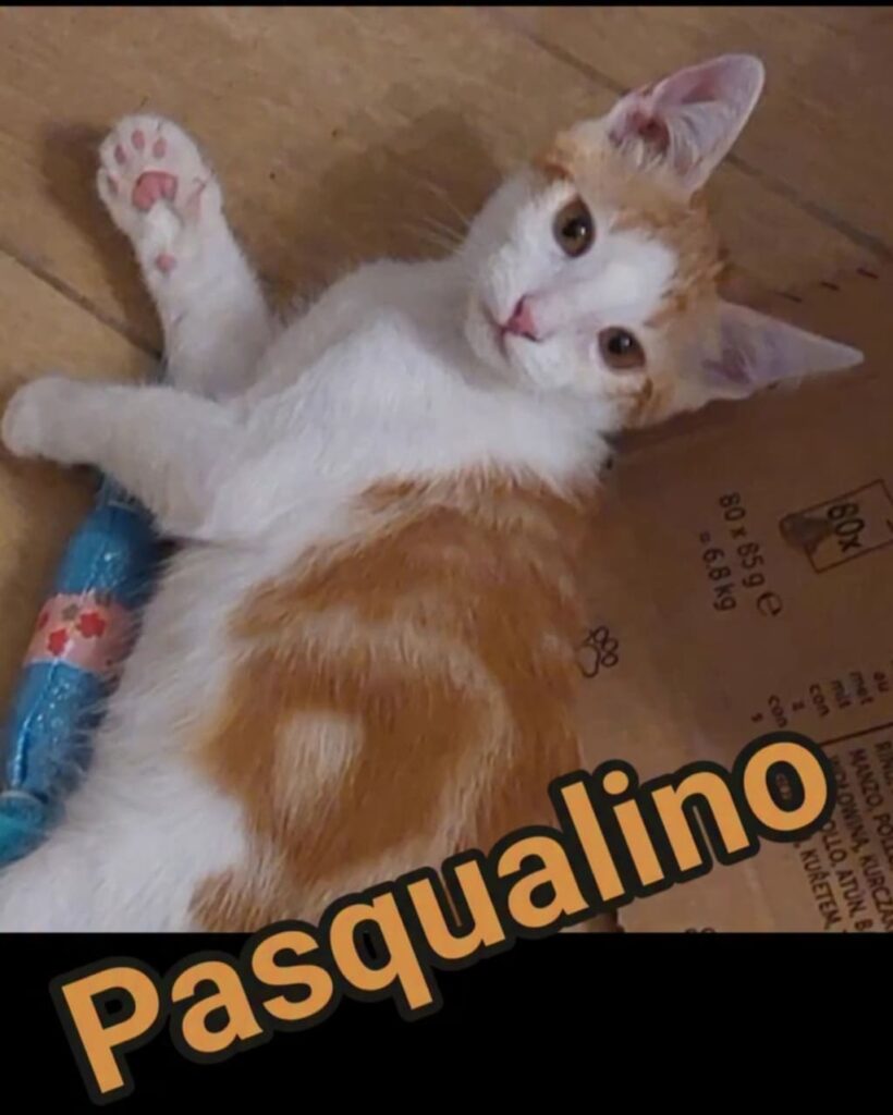 Pasqualino è un gattino bianco e arancione che gioca sdraiato su un cartone accanto a un gioco blu, in attesa di adozione